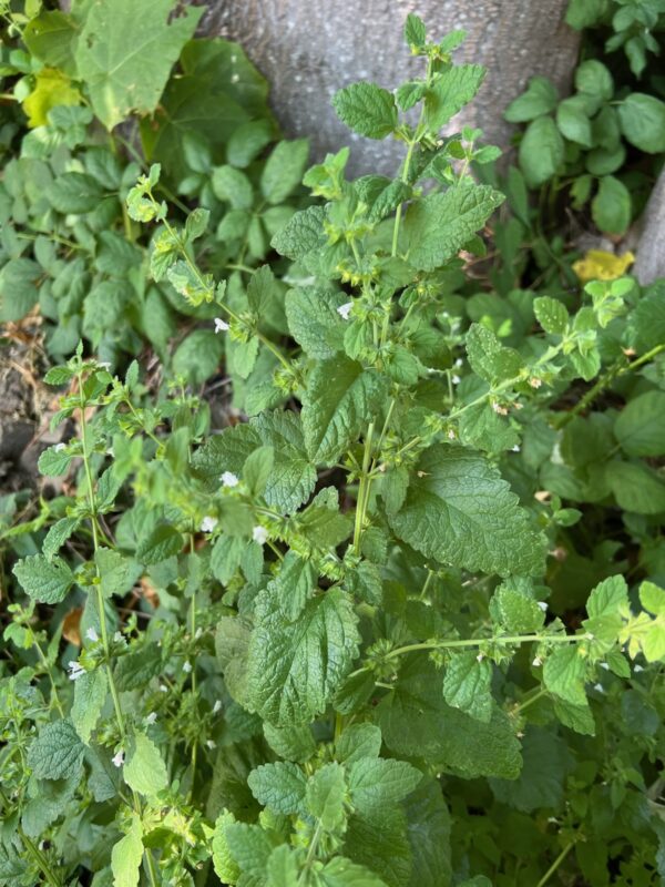 Lemon Balm (Melissa officinalis) seeds, organic - Image 3