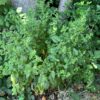 Lemon Balm (Melissa officinalis) seeds, organic