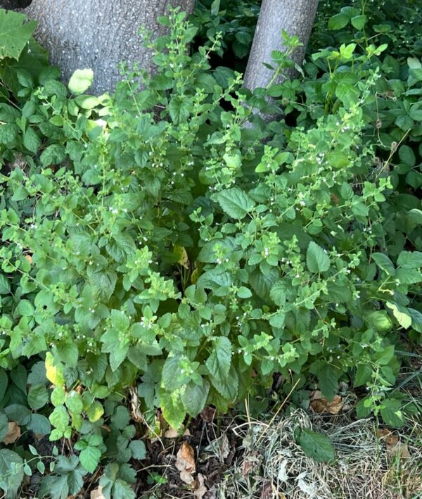Lemon Balm (Melissa officinalis) seeds, organic