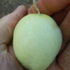 Kidz Vegetable Garden, 7 packs of kid-friendly open-pollinated vegetable seeds, organic - Image 4