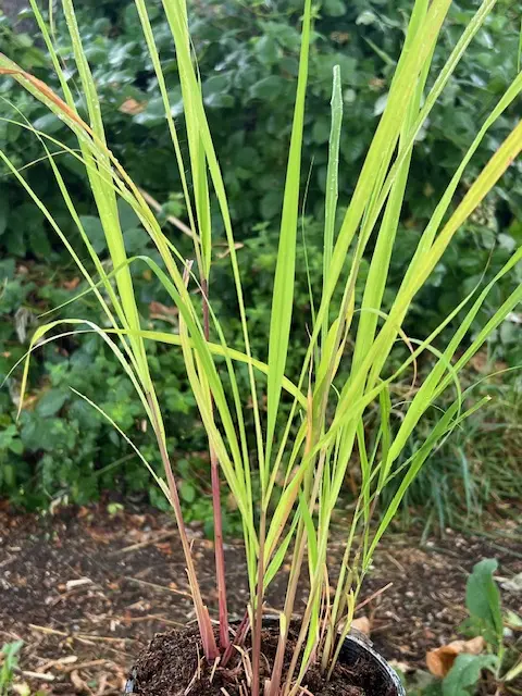Grass, Lemongrass (Cymbopogon flexuosus), packet of 50 seeds