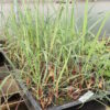 Ayurvedic Medicinal Herb Seed Collection (7 packets): Bodhi Tree; Andrographis; Ashwagandha, Vedic; Eclipta, Lemongrass; Spilanthes, Brede Mafane; Tulsi, Rama - Image 5