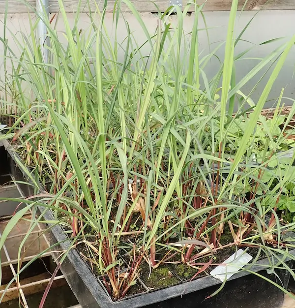 Grass, Lemongrass (Cymbopogon flexuosus), packet of 50 seeds - Image 3