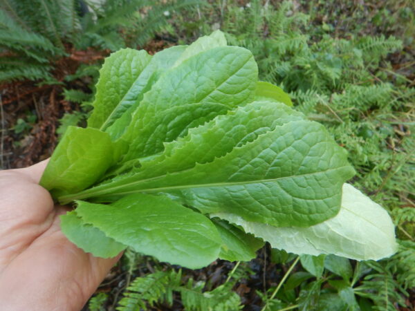 Lettuce, Wild (Wild Lettuce) (Lactuca virosa) seeds, organic - Image 9