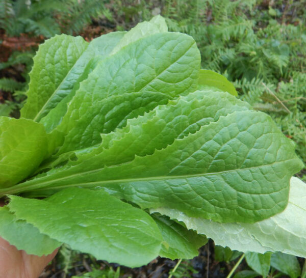 Lettuce, Wild (Wild Lettuce) (Lactuca virosa) seeds, organic