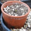 Guggul (Commiphora wightii), packet of 5 seeds, organic - Image 2