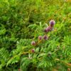 Licorice, Official (Glycyrrhiza glabra) Flowers