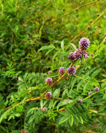 Licorice, Official (Glycyrrhiza glabra) Flowers