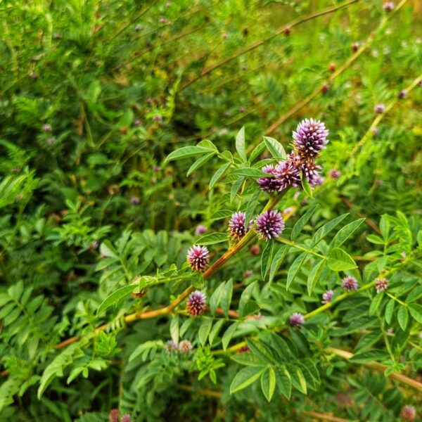Licorice, Official (Glycyrrhiza glabra) Flowers
