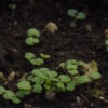 Anise Hyssop (Licorice Mint) (Agastache foeniculum), packet of 50 seeds, Organic - Image 4