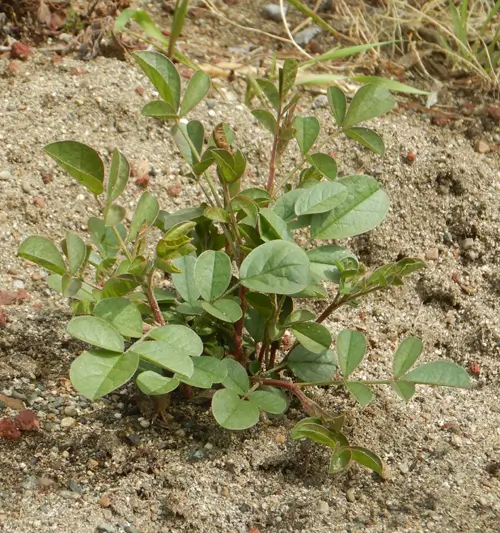 Licorice, Official (Glycyrrhiza glabra) seeds, Organic - Image 3