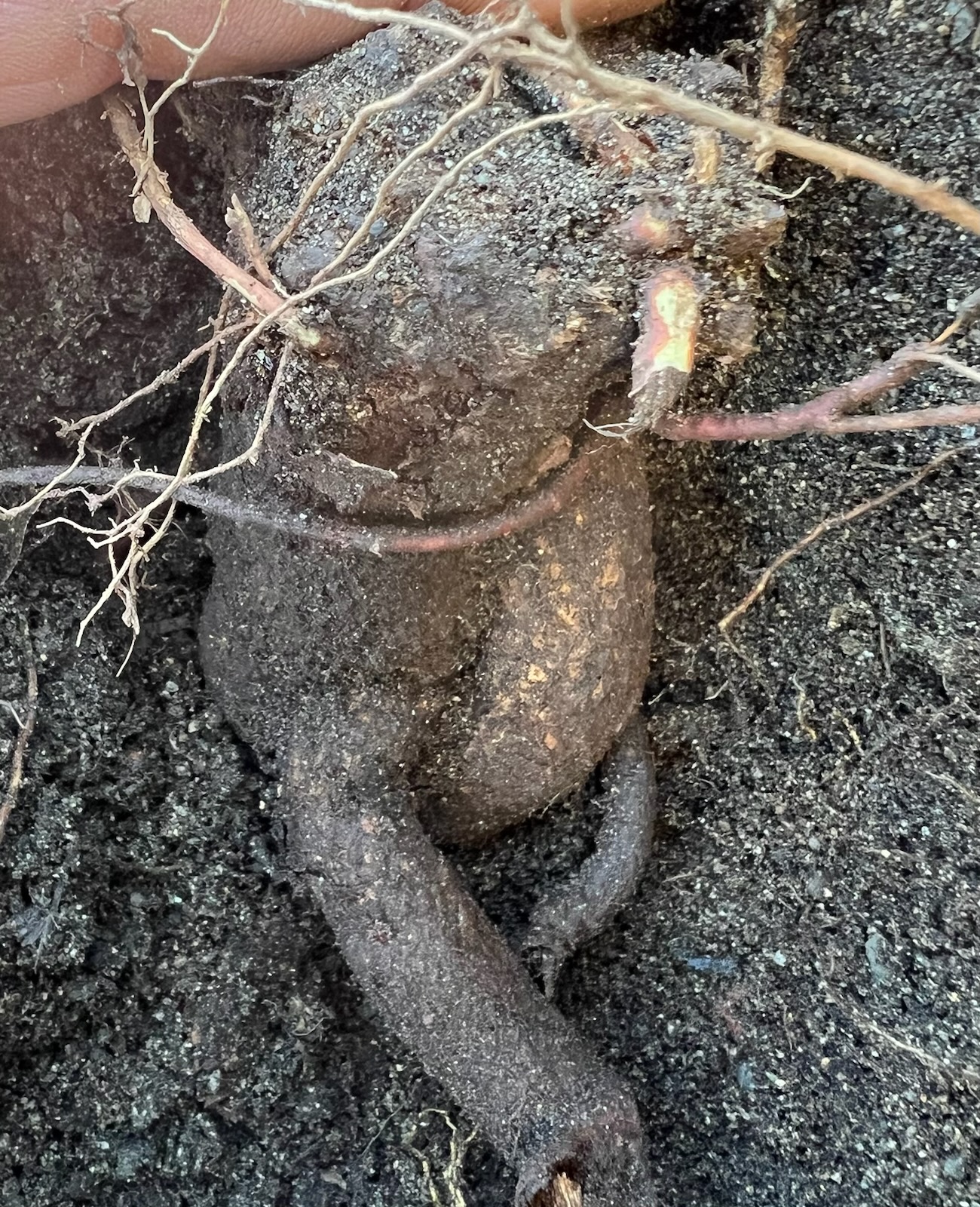 Licorice, Official (Glycyrrhiza glabra) seeds, Organic - Image 8