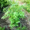 Licorice, Official (Glycyrrhiza glabra) seeds, Organic - Image 2
