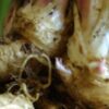 Elecampane, Official (Inula helenium) seeds, organic - Image 3