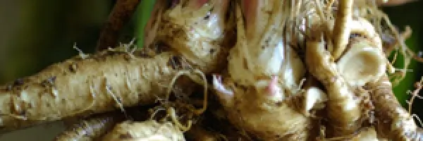 Elecampane, Official (Inula helenium) seeds, organic - Image 3