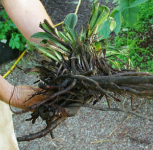 Live Roots, Bulbs, Tubers