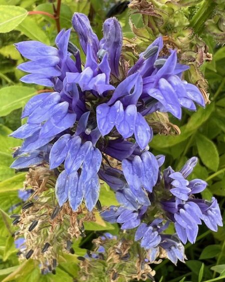 Lobelia, Great Blue (Lobelia siphilitica), packet of 100 seeds