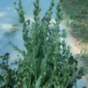 Lobelia (Lobelia inflata) Dried Plant in Seed Pod Stage, Whole Form, 30 gram bag, Organic - Image 2