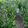 Lobelia, Official (Lobelia inflata) seeds, organic