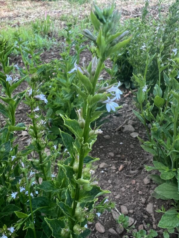Lobelia, Official (Lobelia inflata) seeds, organic