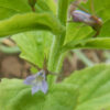 Lobelia, Official (Lobelia inflata) seeds, organic - Image 7