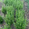 Lobelia, Official (Lobelia inflata) seeds, organic - Image 9