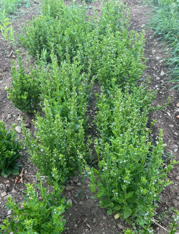 Lobelia, Official (Lobelia inflata) seeds, organic - Image 9