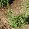 Lobelia, Official (Lobelia inflata) seeds, organic - Image 5