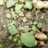 Lobelia, Official (Lobelia inflata) seeds, organic - Image 2
