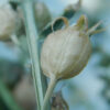 Lobelia, Official (Lobelia inflata) seeds, organic - Image 6