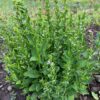 Lobelia, Official (Lobelia inflata) seeds, organic - Image 10