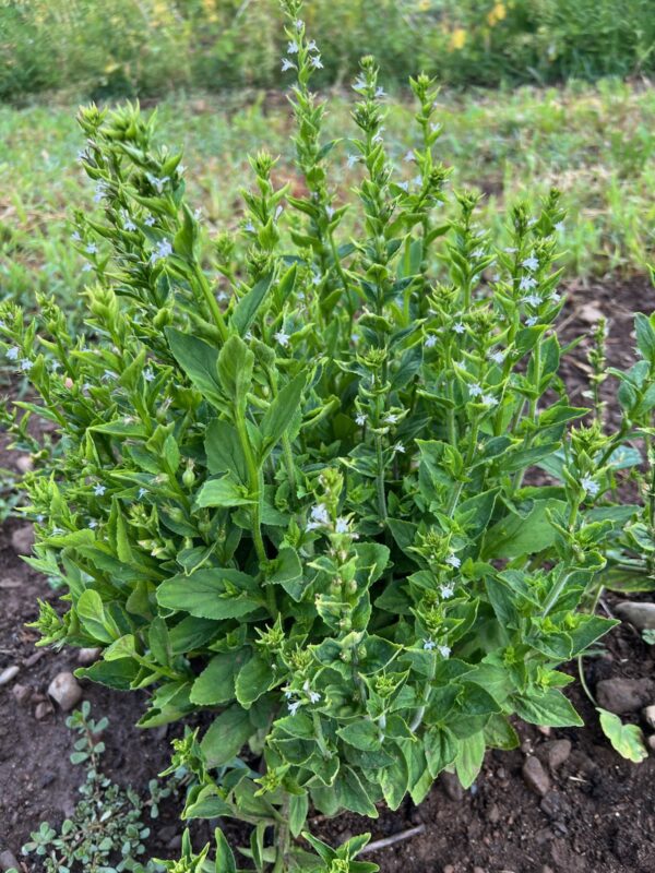 Lobelia, Official (Lobelia inflata) seeds, organic - Image 10
