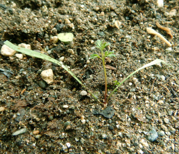 Lomatium dissectum seeds - Image 2