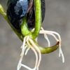 Lotus, Sacred (Nelumbo nucifera) seeds - Image 7