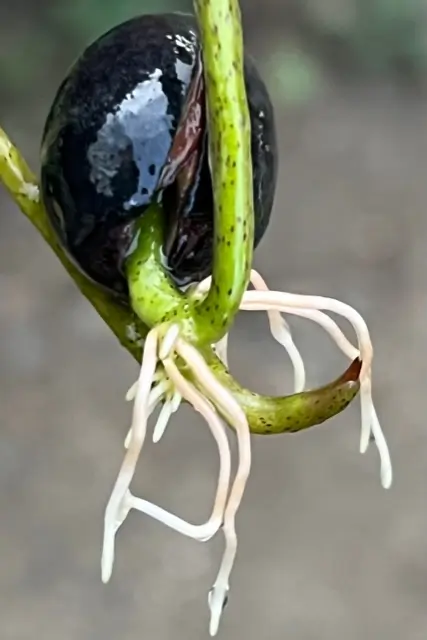 Lotus, Sacred (Nelumbo nucifera) seeds - Image 7