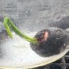 Lotus, Sacred (Nelumbo nucifera) seeds - Image 4