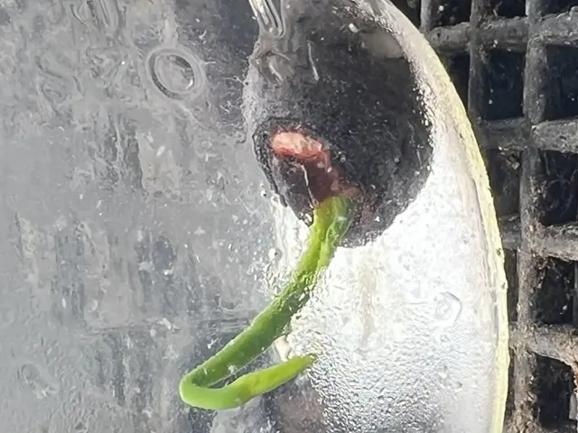 Lotus, Sacred (Nelumbo nucifera) seeds - Image 4