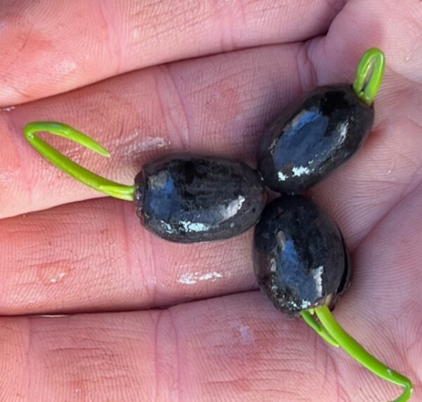 Lotus, Sacred (Nelumbo nucifera) seeds - Image 5