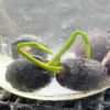 Lotus, Sacred (Nelumbo nucifera) seeds - Image 6
