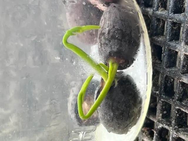 Lotus, Sacred (Nelumbo nucifera) seeds - Image 6