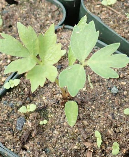 Lovage (Levisticum officinale) Potted Plant