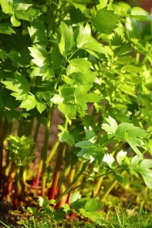 Lovage (Levisticum officinale) plants