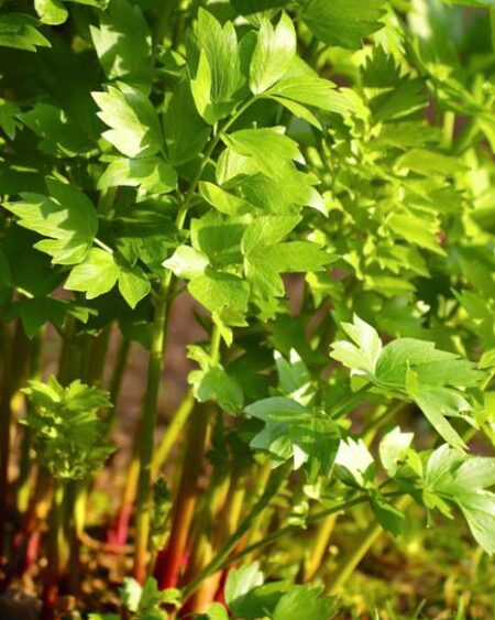 Lovage (Levisticum officinale) plants