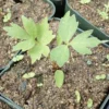 Lovage (Levisticum officinale) seeds, organic