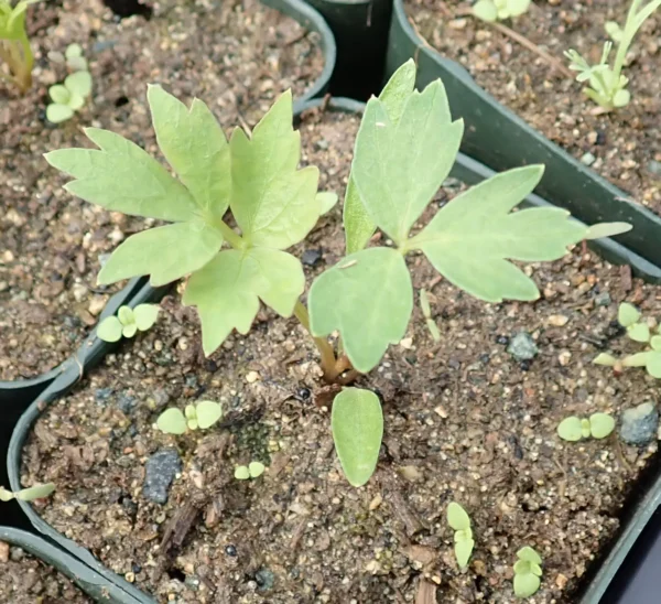 Lovage (Levisticum officinale) seeds, organic