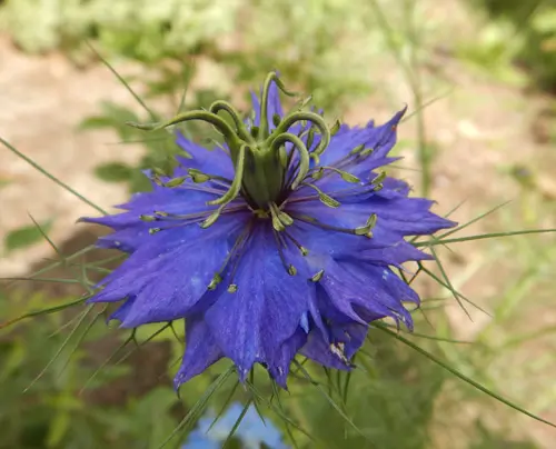 Love-in-the-Mist (Nigella damascena), packet of 50 seeds, organic