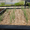 Ma-huang (Ephedra sinica) potted seedling, organic