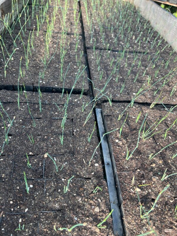 Ma-huang (Ephedra sinica) potted seedling, organic - Image 7