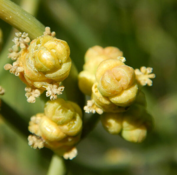 Ma-huang (Ephedra sinica), packet of 10 seeds - Image 4