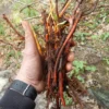 Dye Plants Seed Collection (8 seed packets): Amaranth, Hopi Red Dye; Chamomile, Dyer's; Japanese Indigo, Pink-Flowered; Madder; Marigold, French; Nettles; Our Lady's Bedstraw; Sunflower, Hopi Black Dye, Organic - Image 5